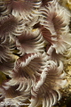   Social feather dusters Grand Cayman taken Canon T21 Nauticam housing 100mm macro lens. lens  